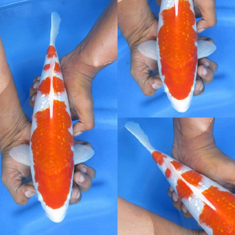 31cm , Ori Kohaku Ginrin Male
