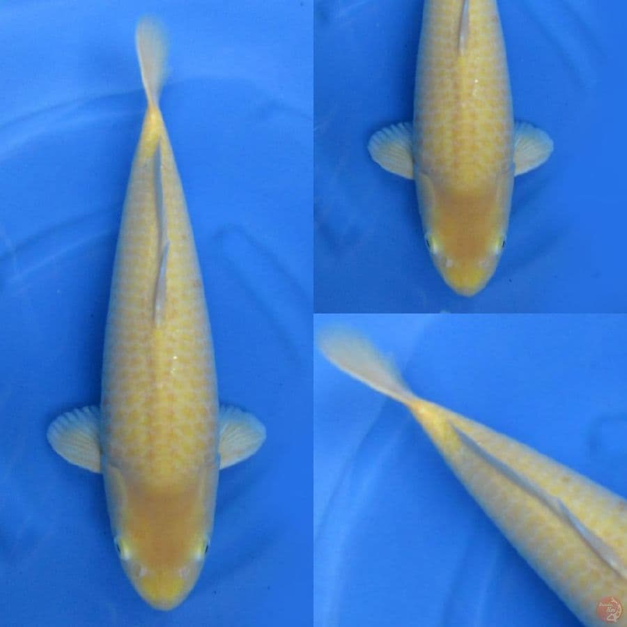 47cm , F1 Bulky Karasi Male