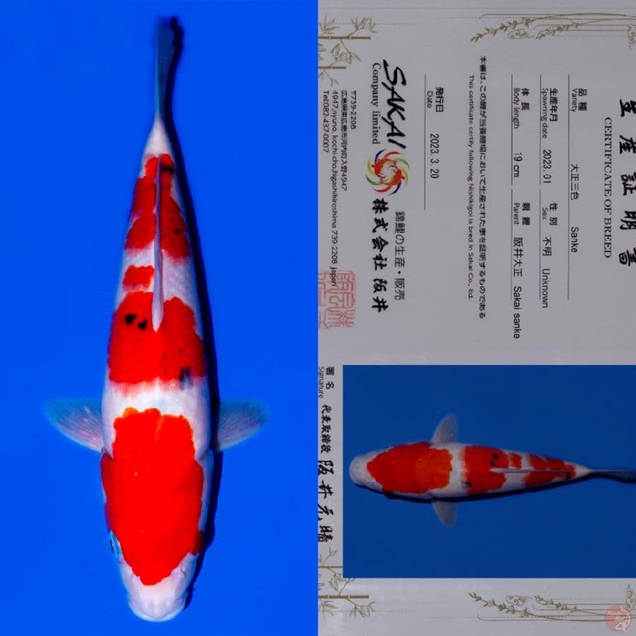 SAKAI SANKE RED STRONG HQ 32CM