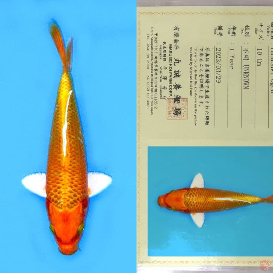 MARUSEI YAMABUKI OGON SQ 21CM