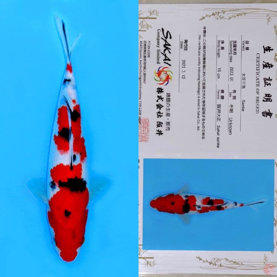 SAKAI SANDA SANKE HQ 26CM