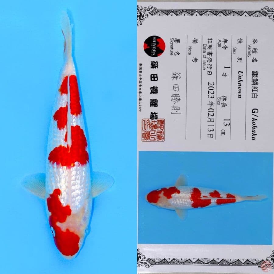 SHINODA NIDAN INAZUMA KOHAKU GINRIN SQ 25CM