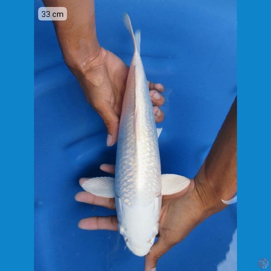 33cm - Platinnum Full Ginrin