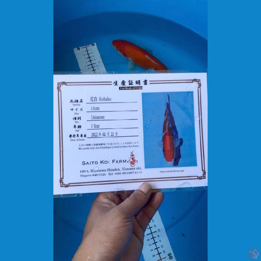 KOHAKU IMPORT