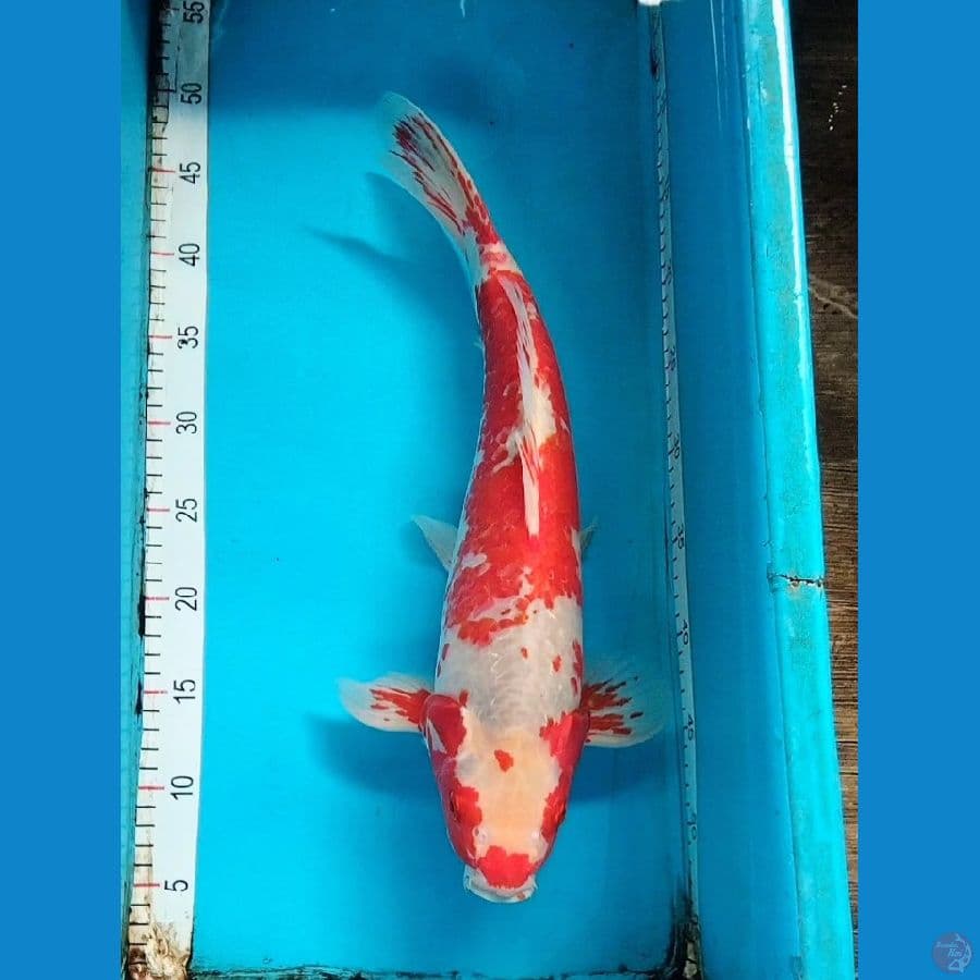 Sabi Koyo 44cm Male