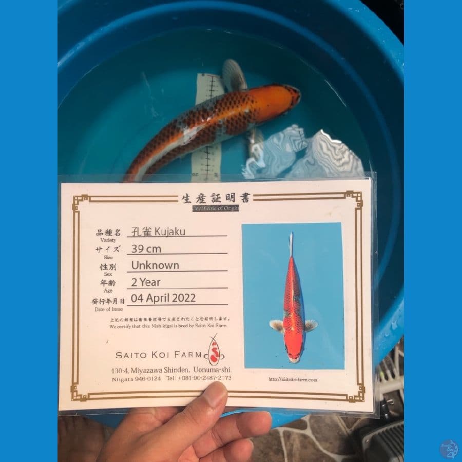 KUJAKU IMPORT