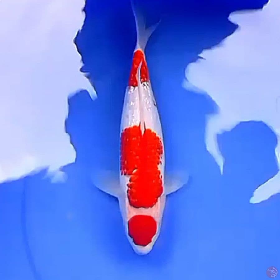 33cm 3STEP MARUTEN KOHAKU