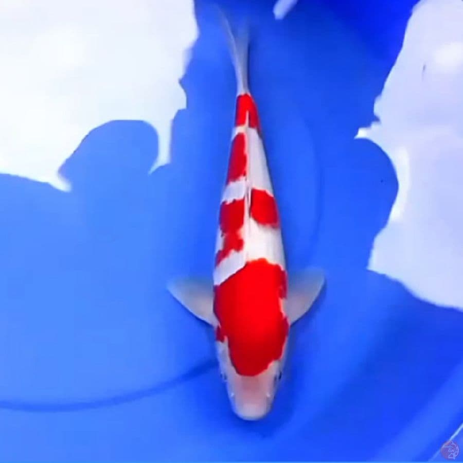 37cm KOHAKU MERAH MERONA