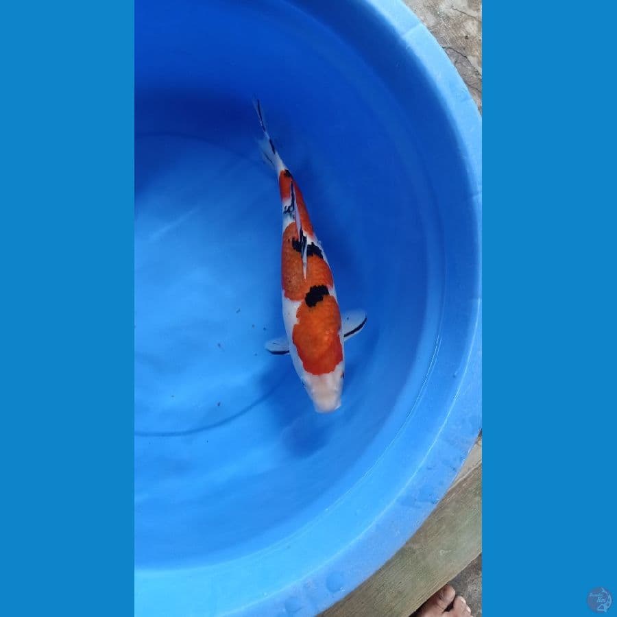 SANKE 39cm