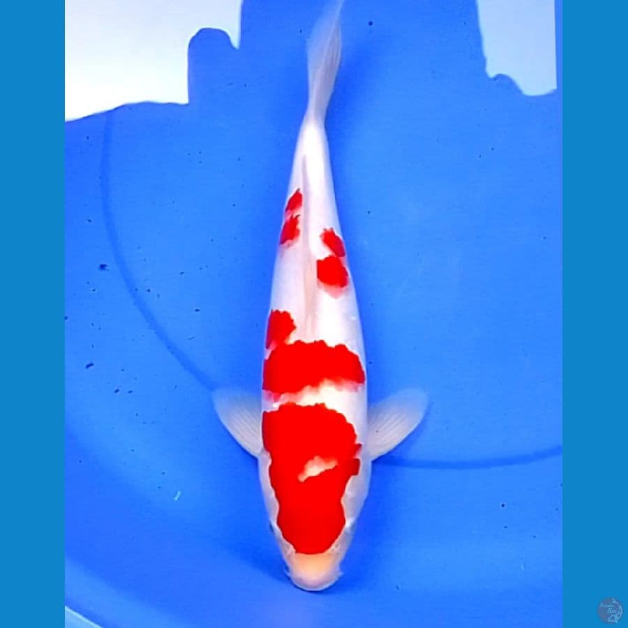 38cm SUPER RED KOHAKU