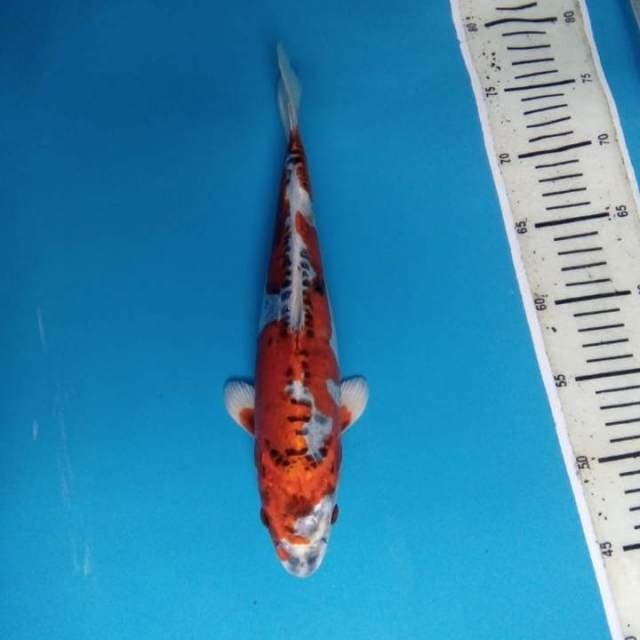 Kin kikokuryu