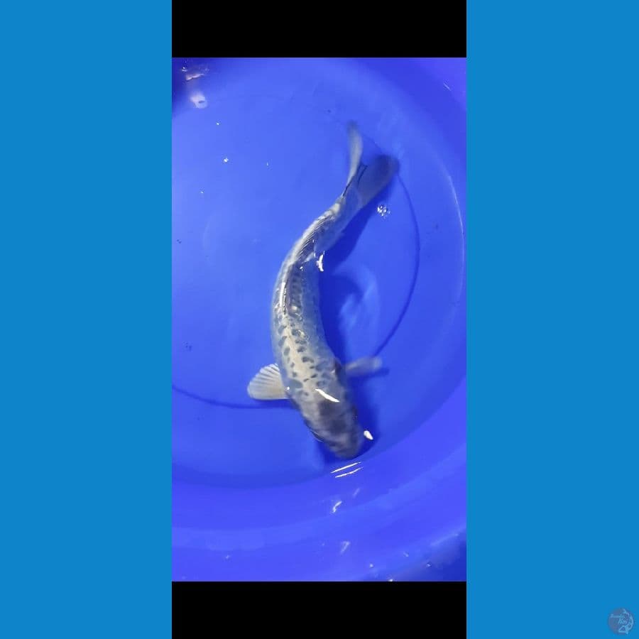 Antikan Kawarimono 38cm