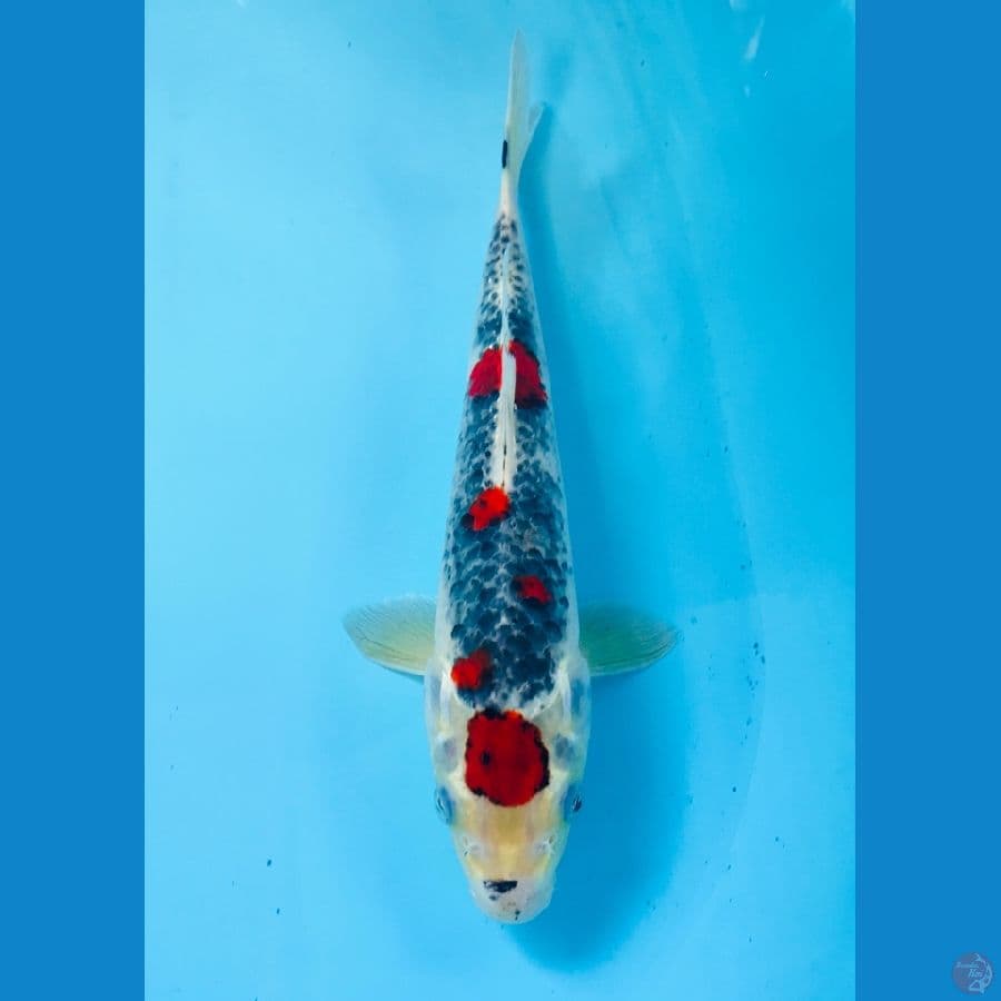 goshiki 33cm