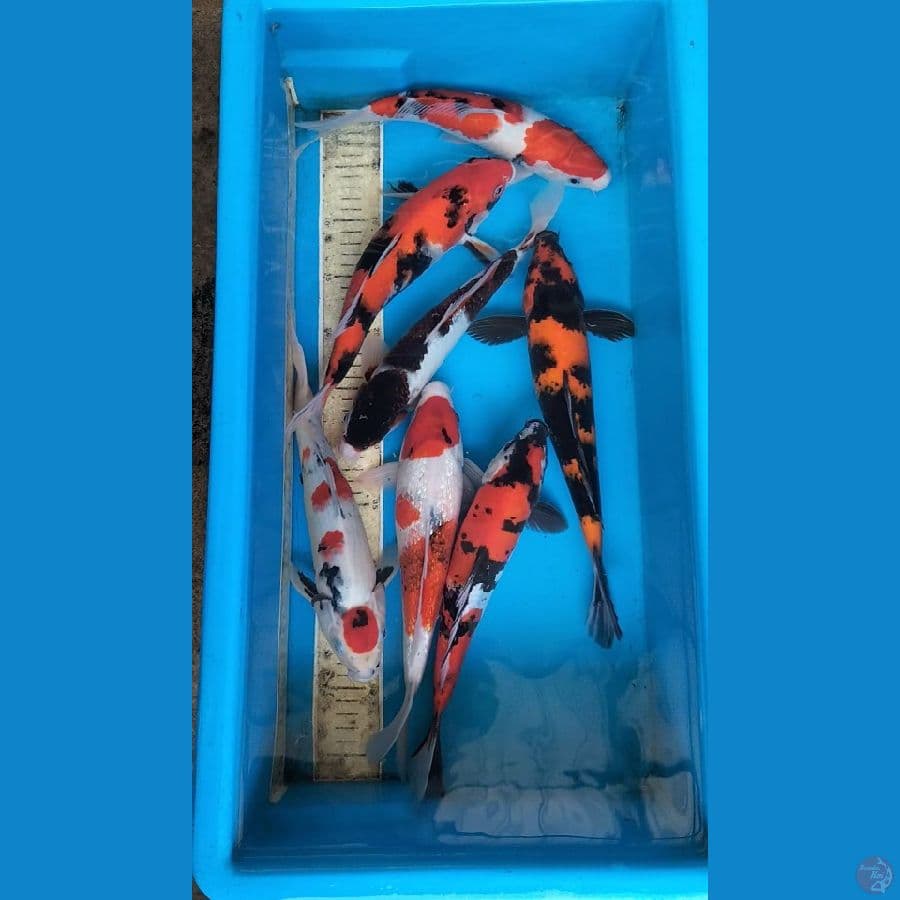 mix ,28-33cm