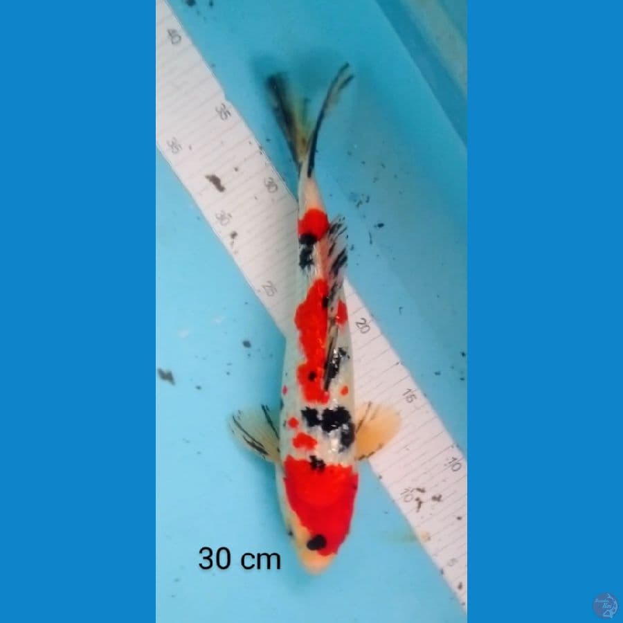 sanke ginrin 30 cm