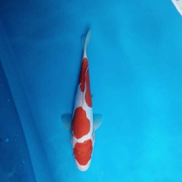 Kohaku doitsu