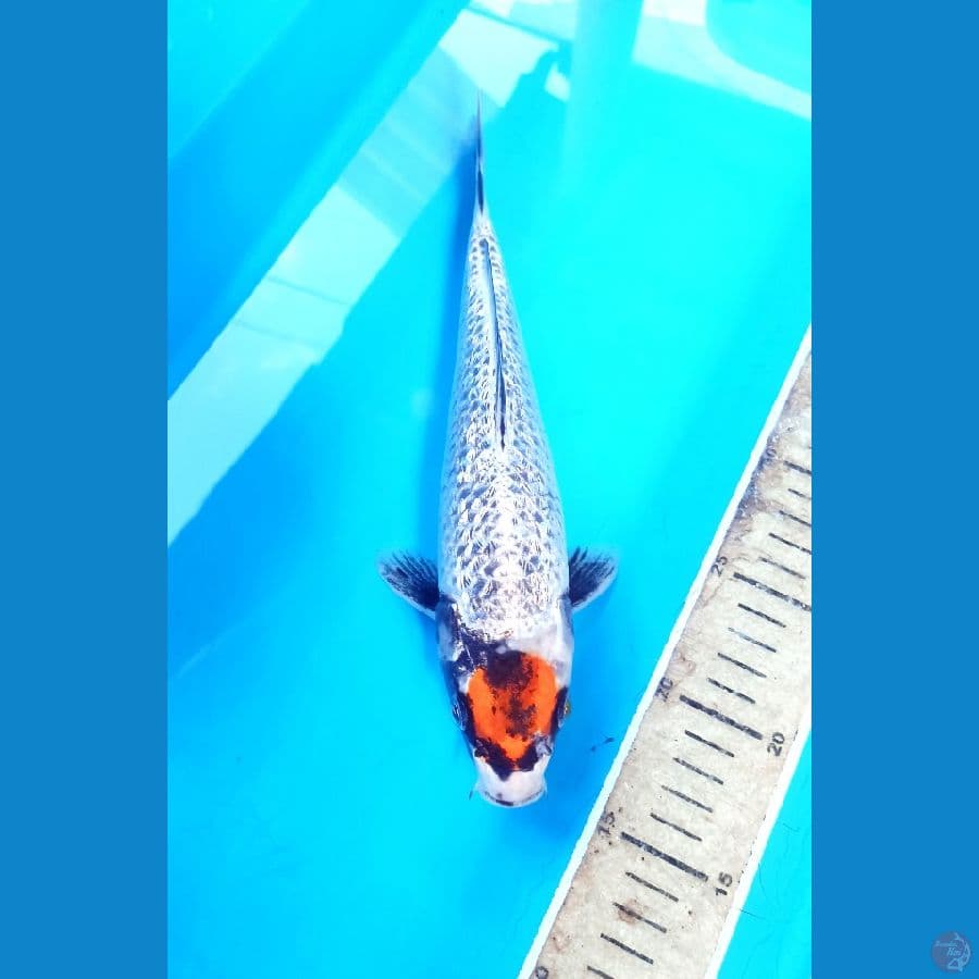 TC ginga Ginrin 27cm