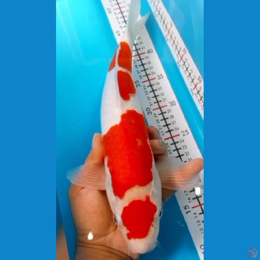 maruten kohaku