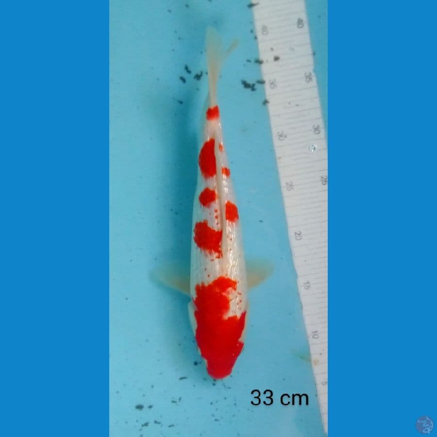 kohaku trotol 33 cm