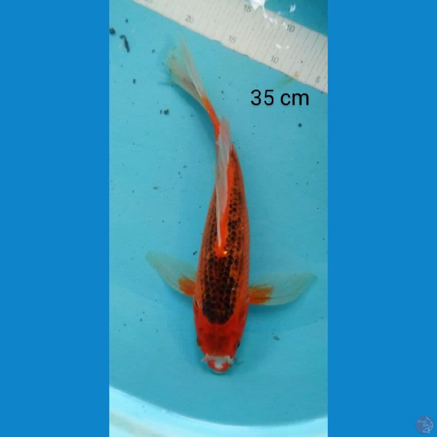 kumpay aka matshuba 35 cm