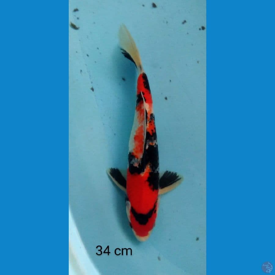 showa 34 cm