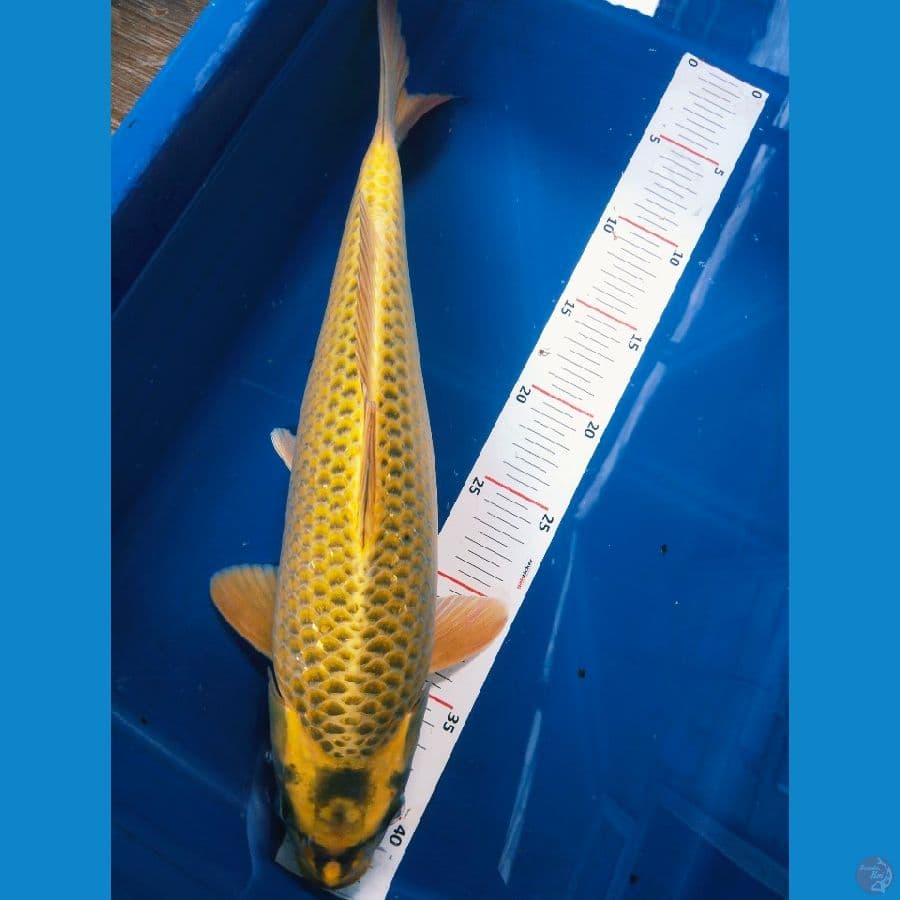 mukasi 38cm jantan