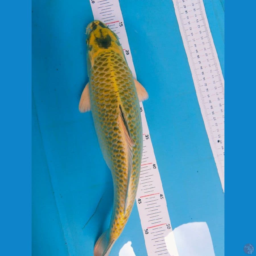 mukasi 40cm Fm