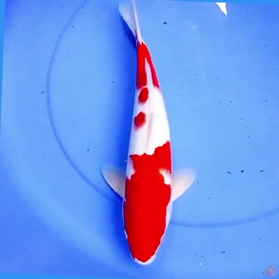 42cm KOHAKU SUPER JUMBO