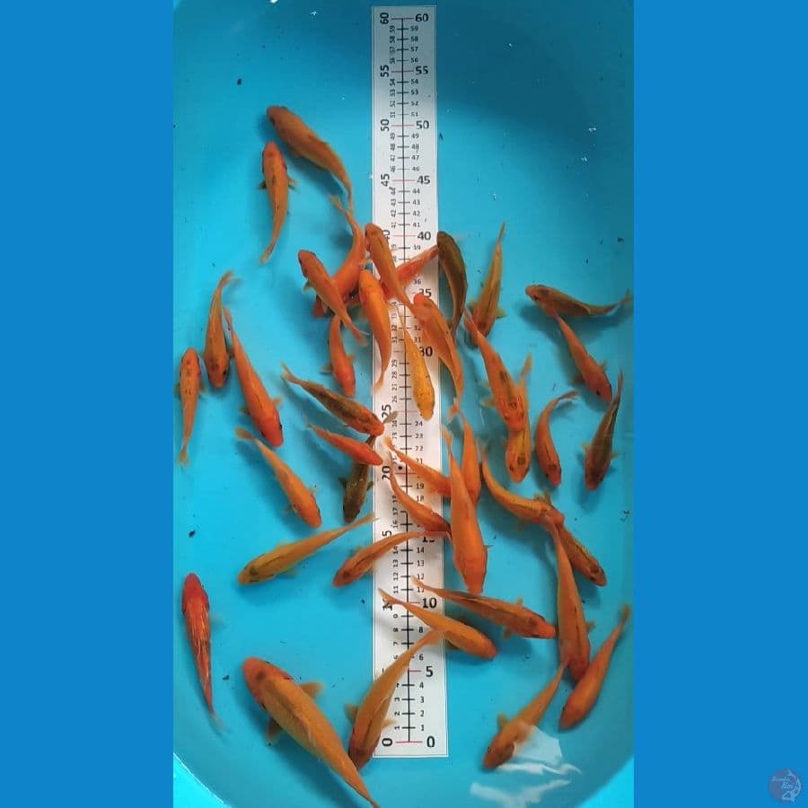 KARAMEL KARASHI 40ekor 10-15cm