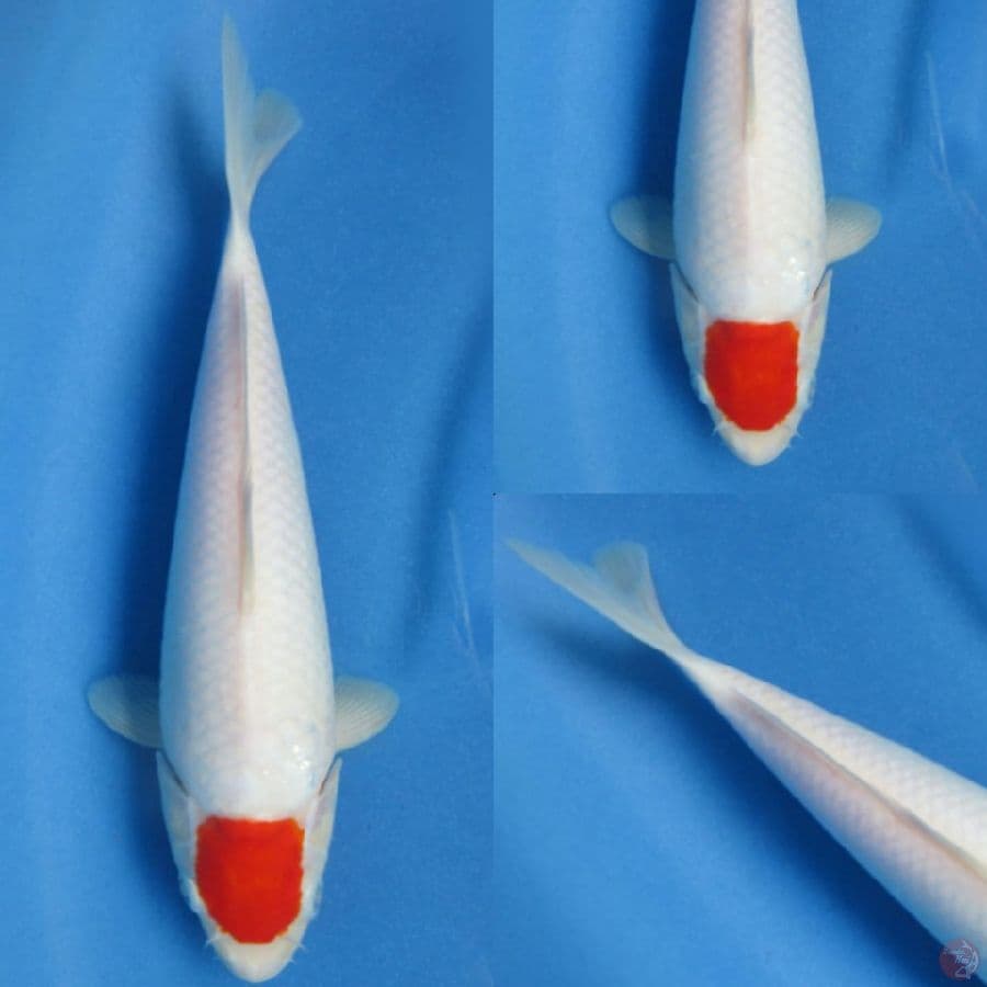 29cm , Tancho Putih Salju