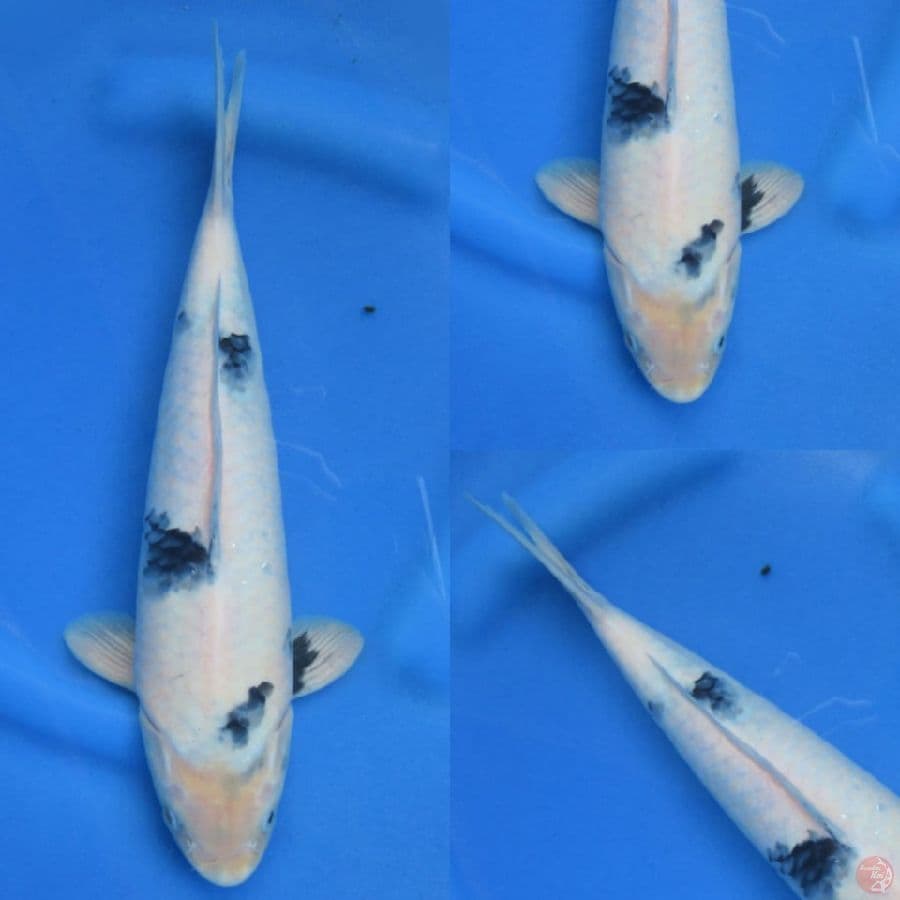 34cm , Shiro evolution male
