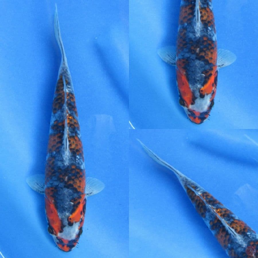 25cm , F1 Kuro Goshiki Ori