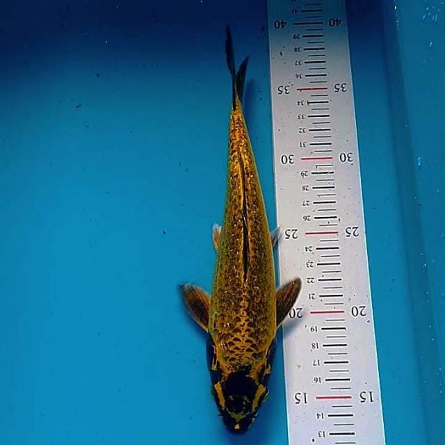 Gold kawari ginrin