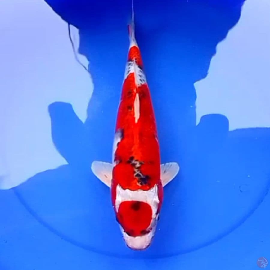 42cm KUJAKU RED DEVIL
