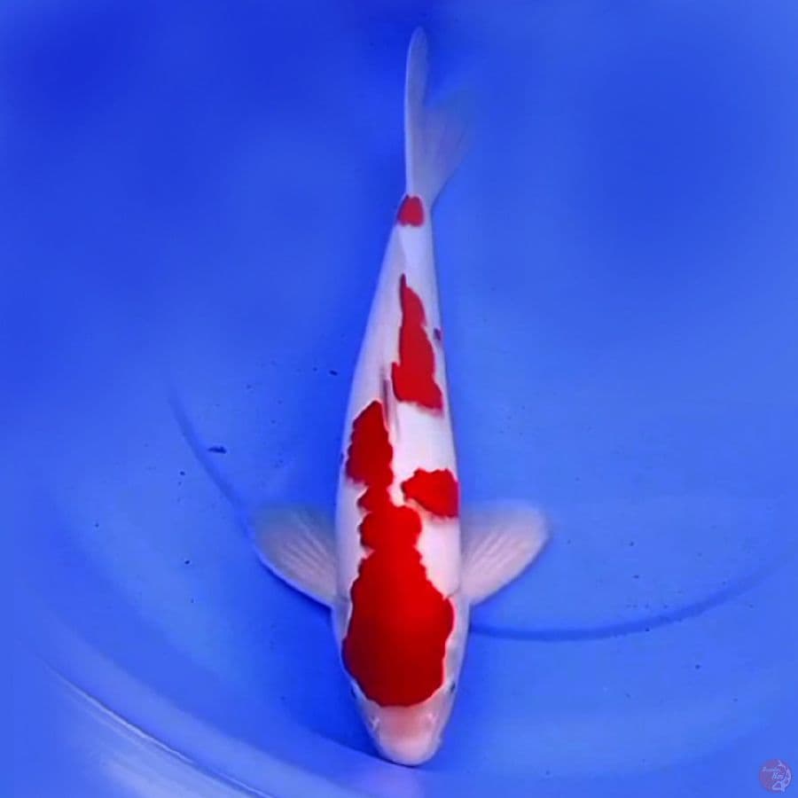 41cm KOHAKU POLA ABSTRAK