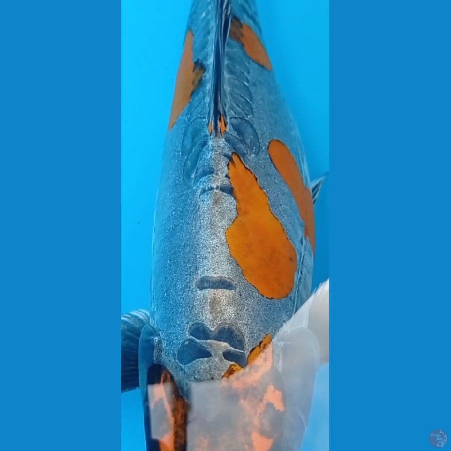 kiko 37 cm