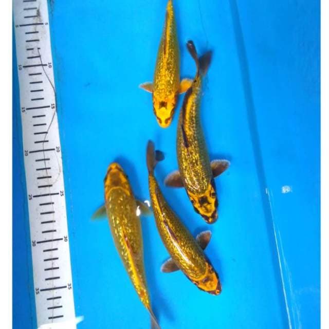 GOLD GINRIN MUKASHi