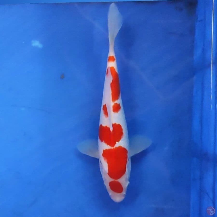 KOHAKU 9STEP 23CM