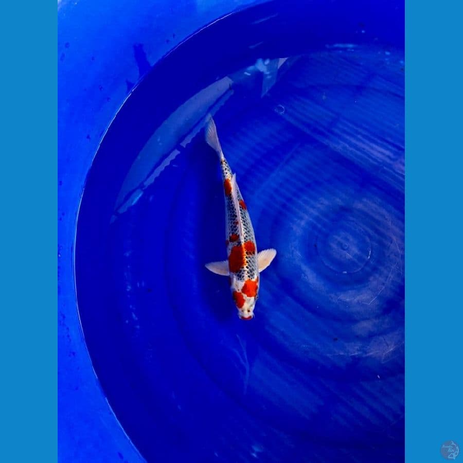 Sakura Kujaku 37cm Male