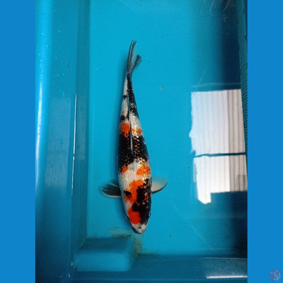 showa ginrin 32cm male