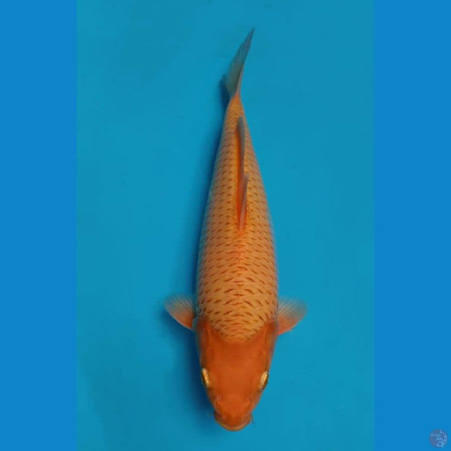 caramel sQ 30cm
