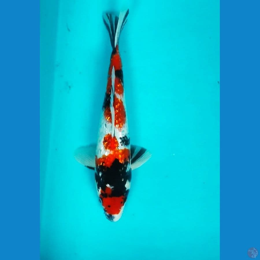 MARUTEN SHOWA ORI 28CM GINRIN