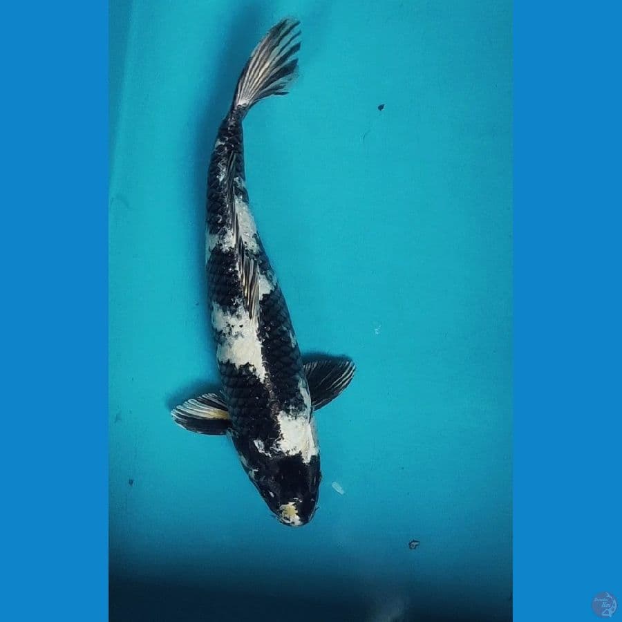 GIN SHIRO 33CM MALE