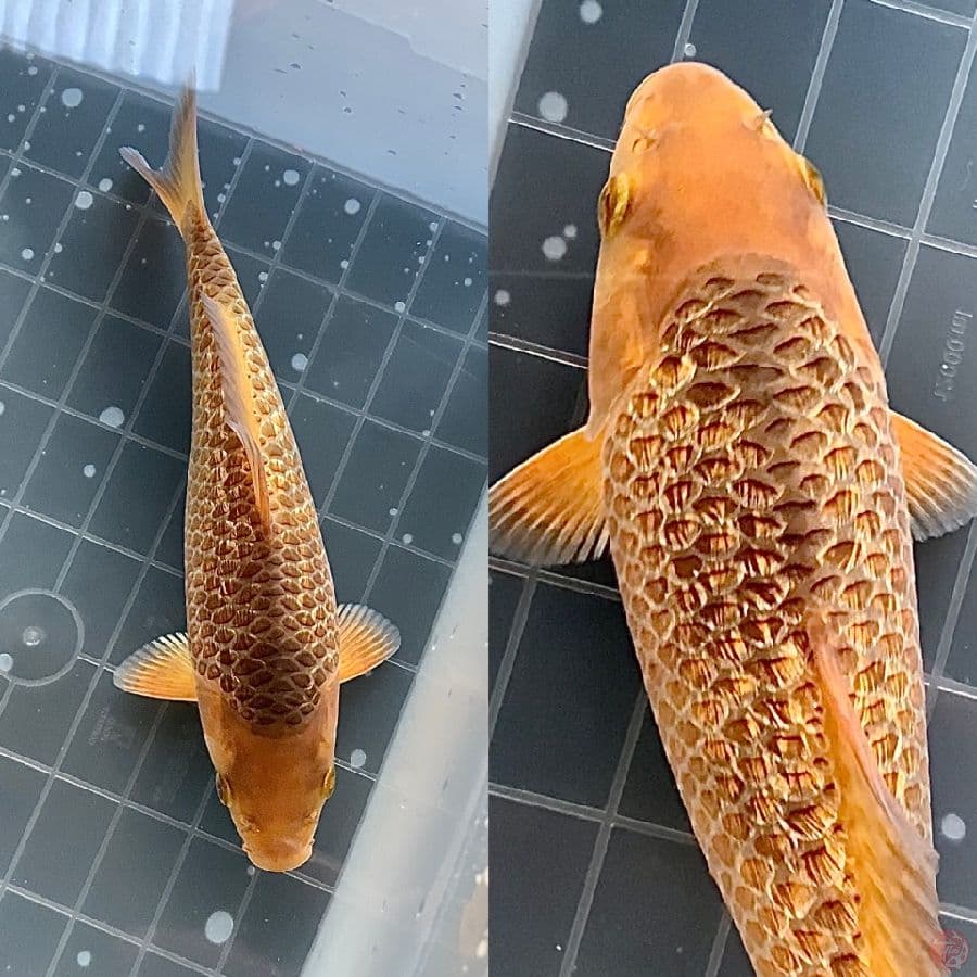 Caramel Ginrin 23cm ready show