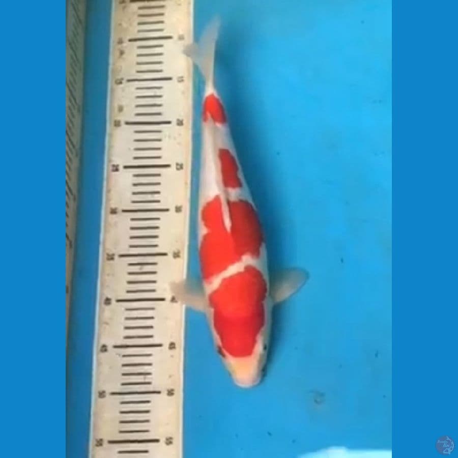 Kohaku HQ 39cm