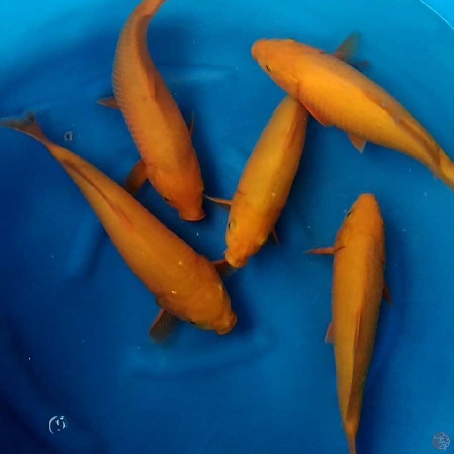 Karashi punuk 33-35cm