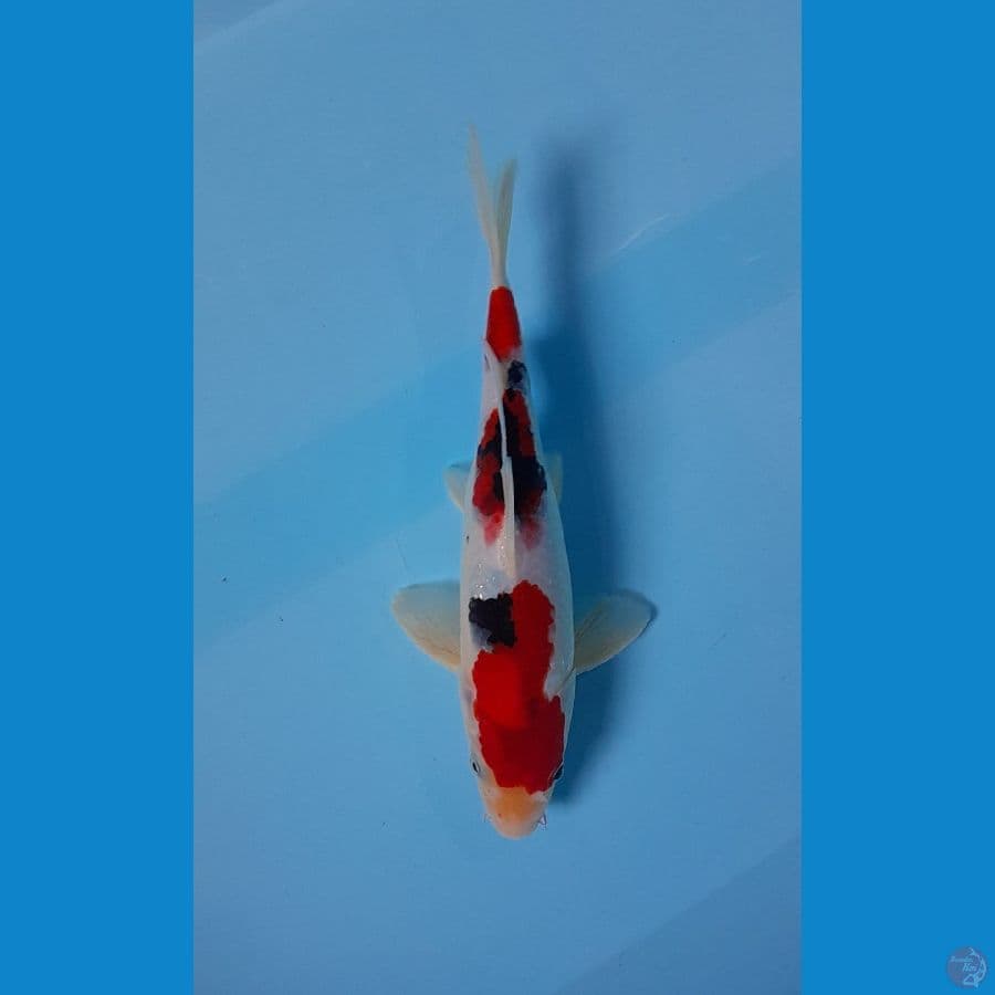 showa 27 cm male