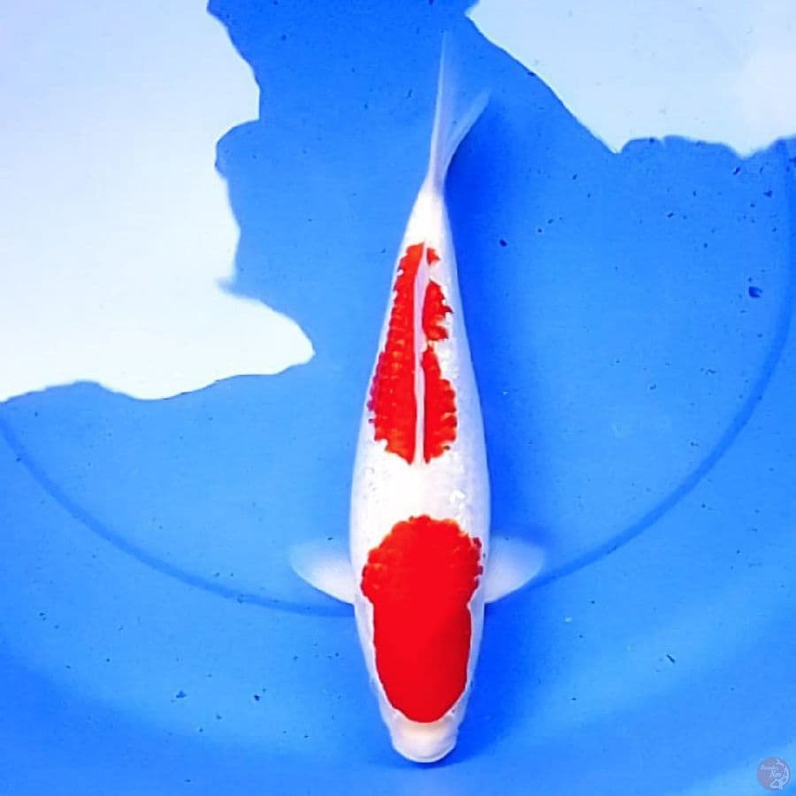 37cm KINGINRIN NIDAN KOHAKU