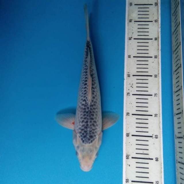 Asagi 39 cm