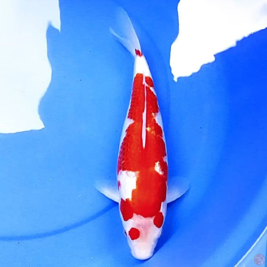 35cm BULKY KOHAKU AKAI BARA